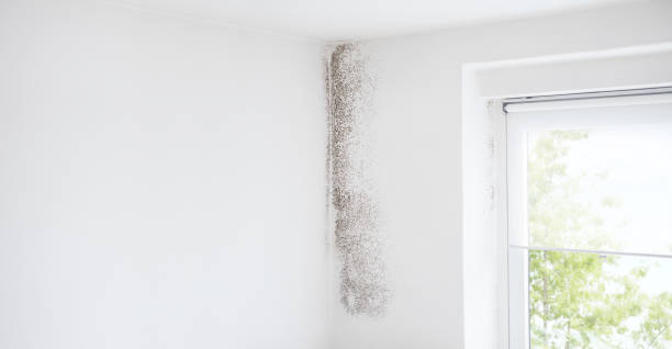 Best Mold Prevention Services  in Sun Prairie, WI